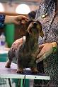 Crufts2011_2 1315